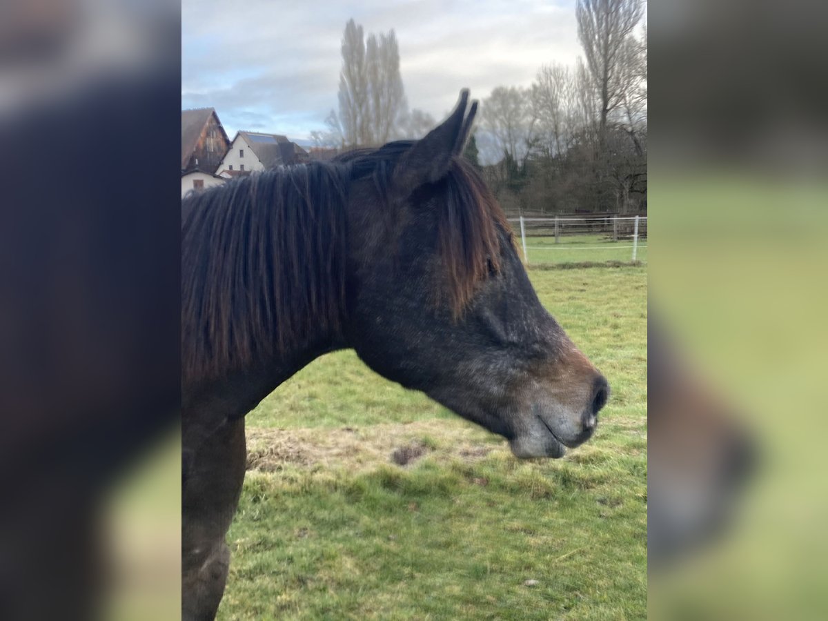 Arabian horses Gelding 2 years 15 hh Gray in Ammerbuch