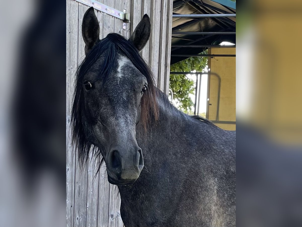 Arabian horses Gelding 2 years 15 hh Grey in Dunningen
