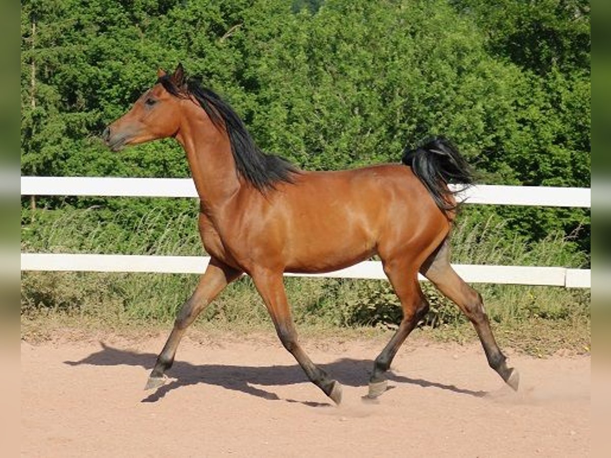 Arabian horses Gelding 2 years 15,1 hh Brown in Freiamt