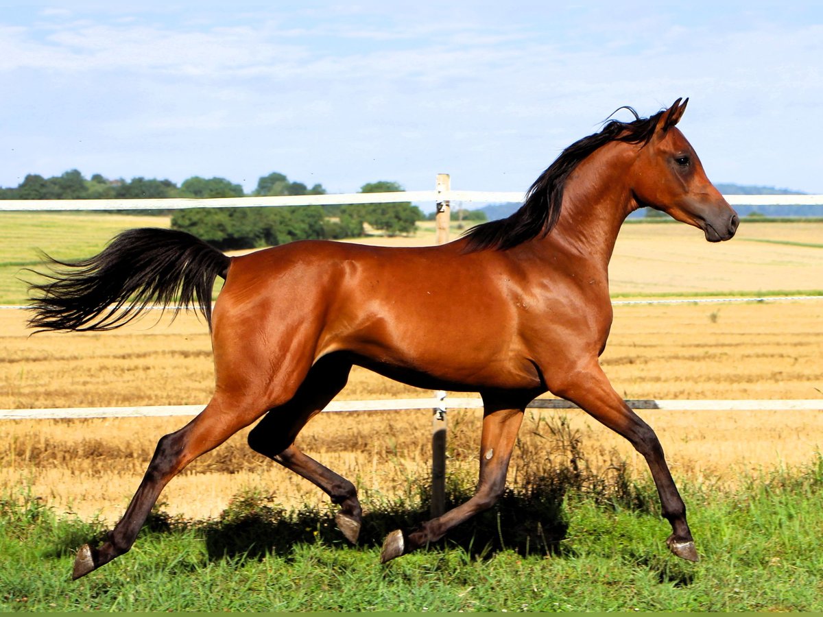 Arabian horses Gelding 2 years 15,1 hh Brown in Kehl