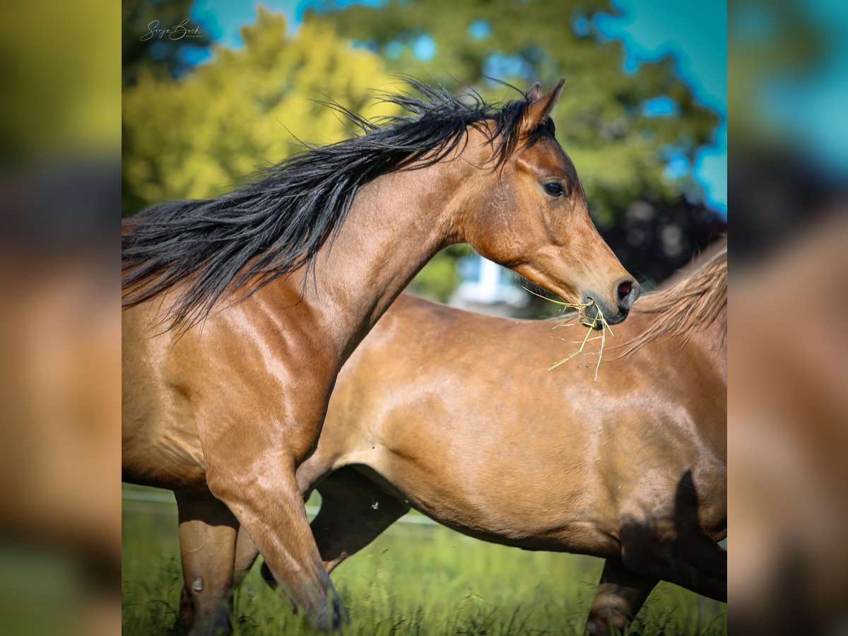 Arabian horses Gelding 2 years 15,1 hh in Bergkamen