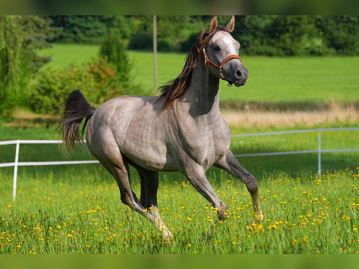 Arabian horses Gelding 2 years 15,2 hh Grey in Gem&#xFC;nden (Felda)