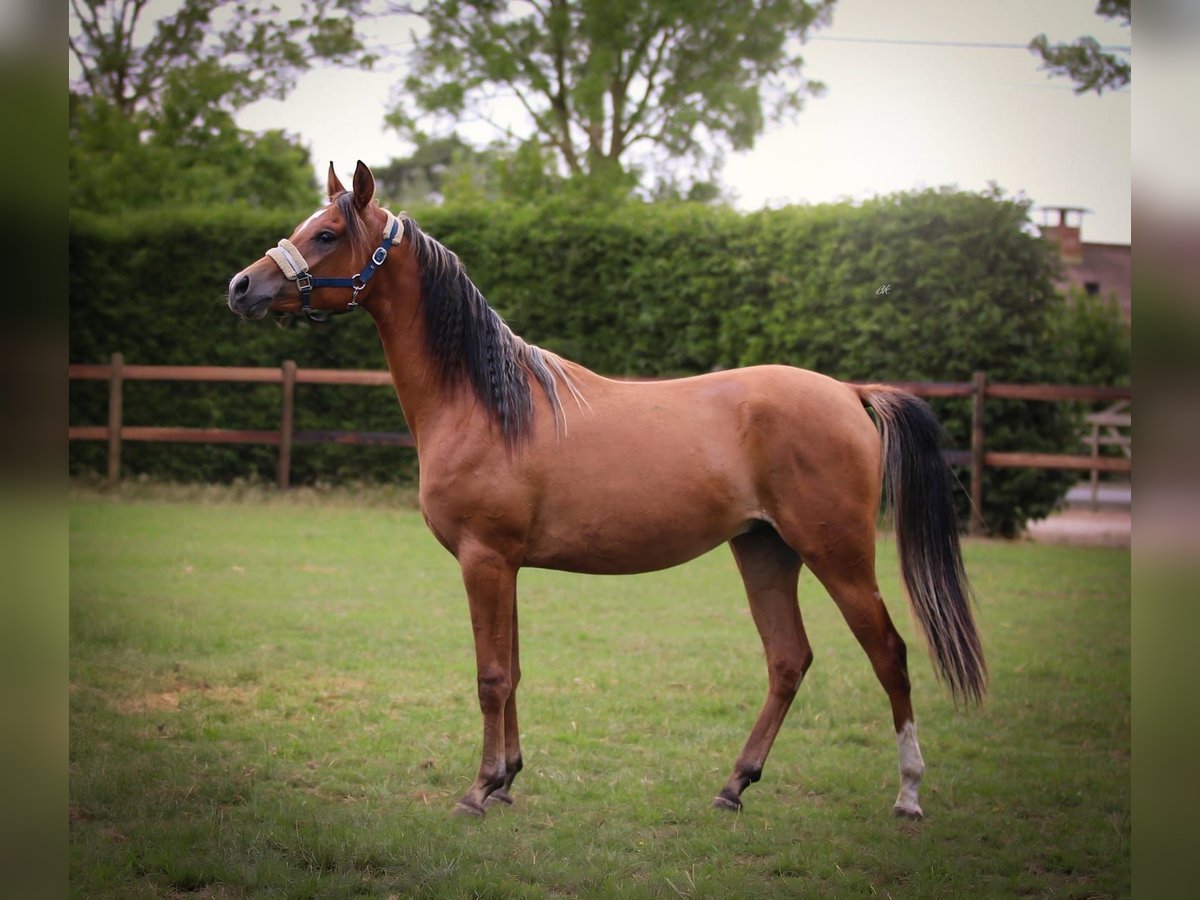 Arabian horses Gelding 2 years Bay in Kaprijke