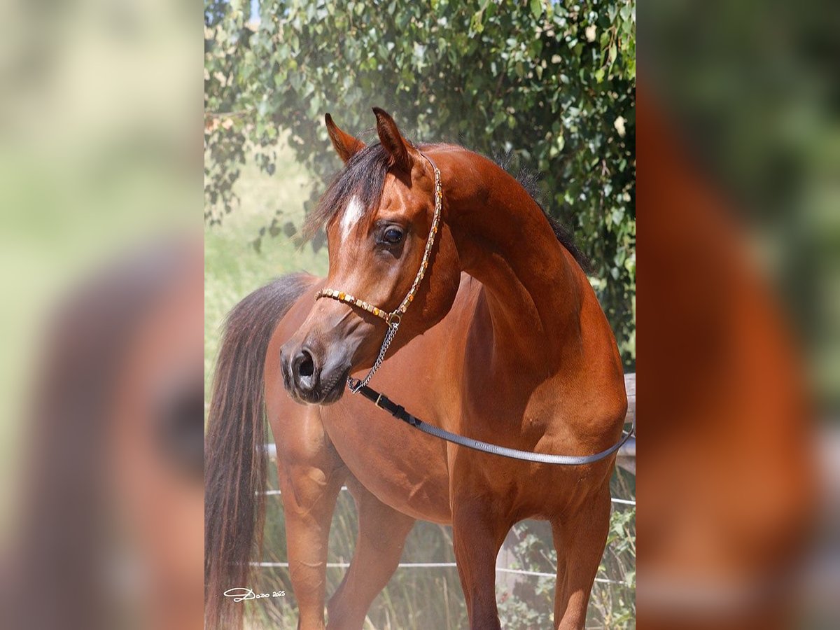 Arabian horses Gelding 2 years Brown in Wallsee