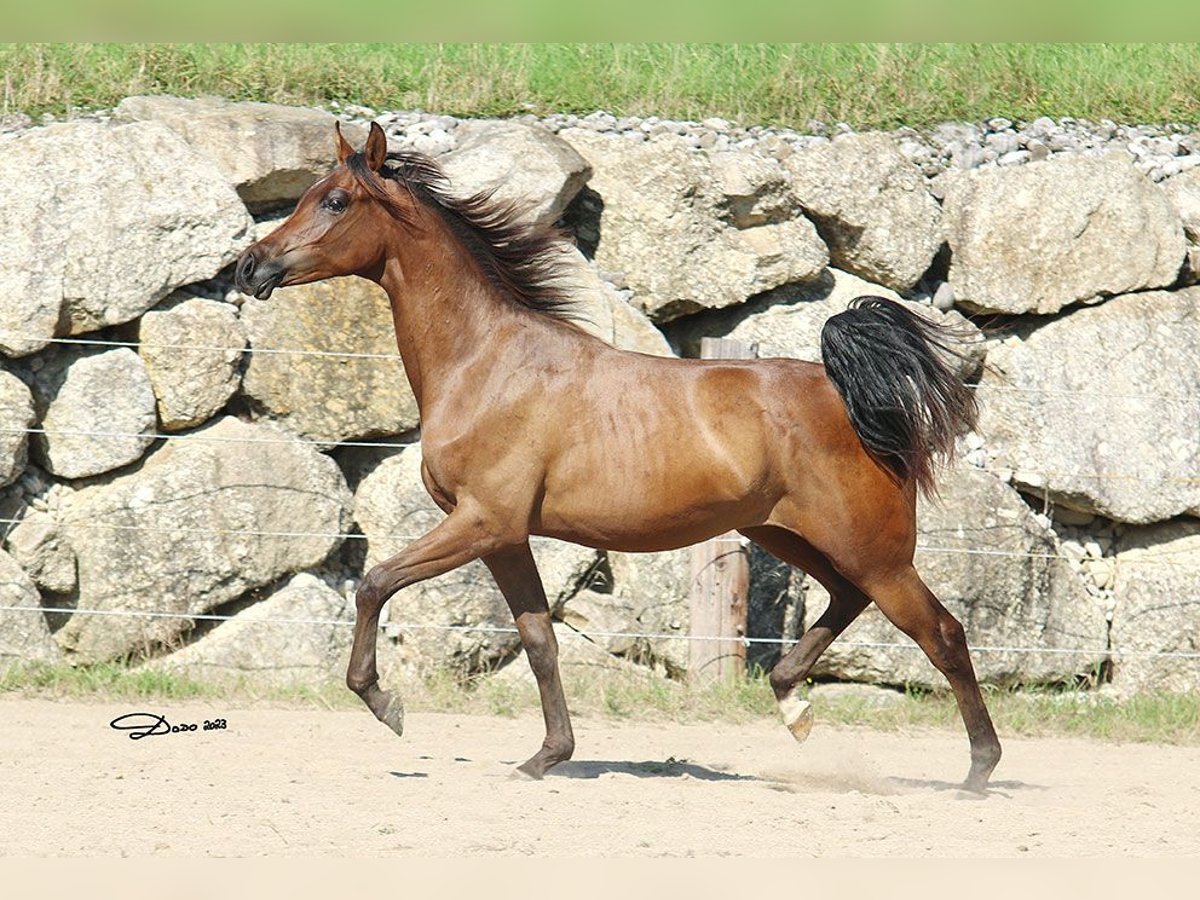 Arabian horses Gelding 2 years Brown in Wallsee