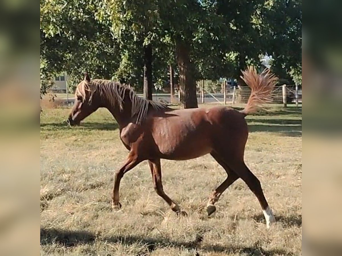 Arabian horses Gelding 2 years Chestnut in La Verkin, Utah