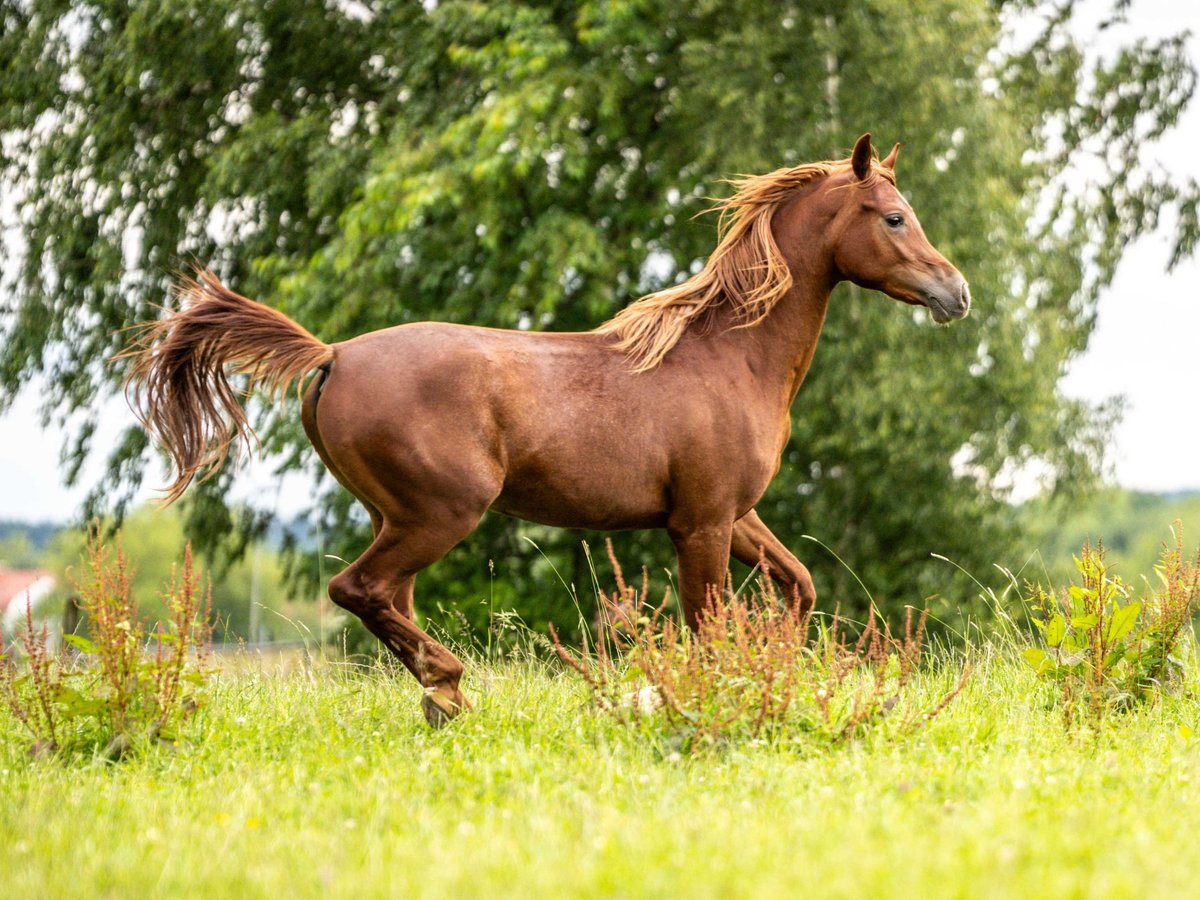 Arabian horses Gelding 3 years 14,3 hh Chestnut-Red in Herzberg am Harz