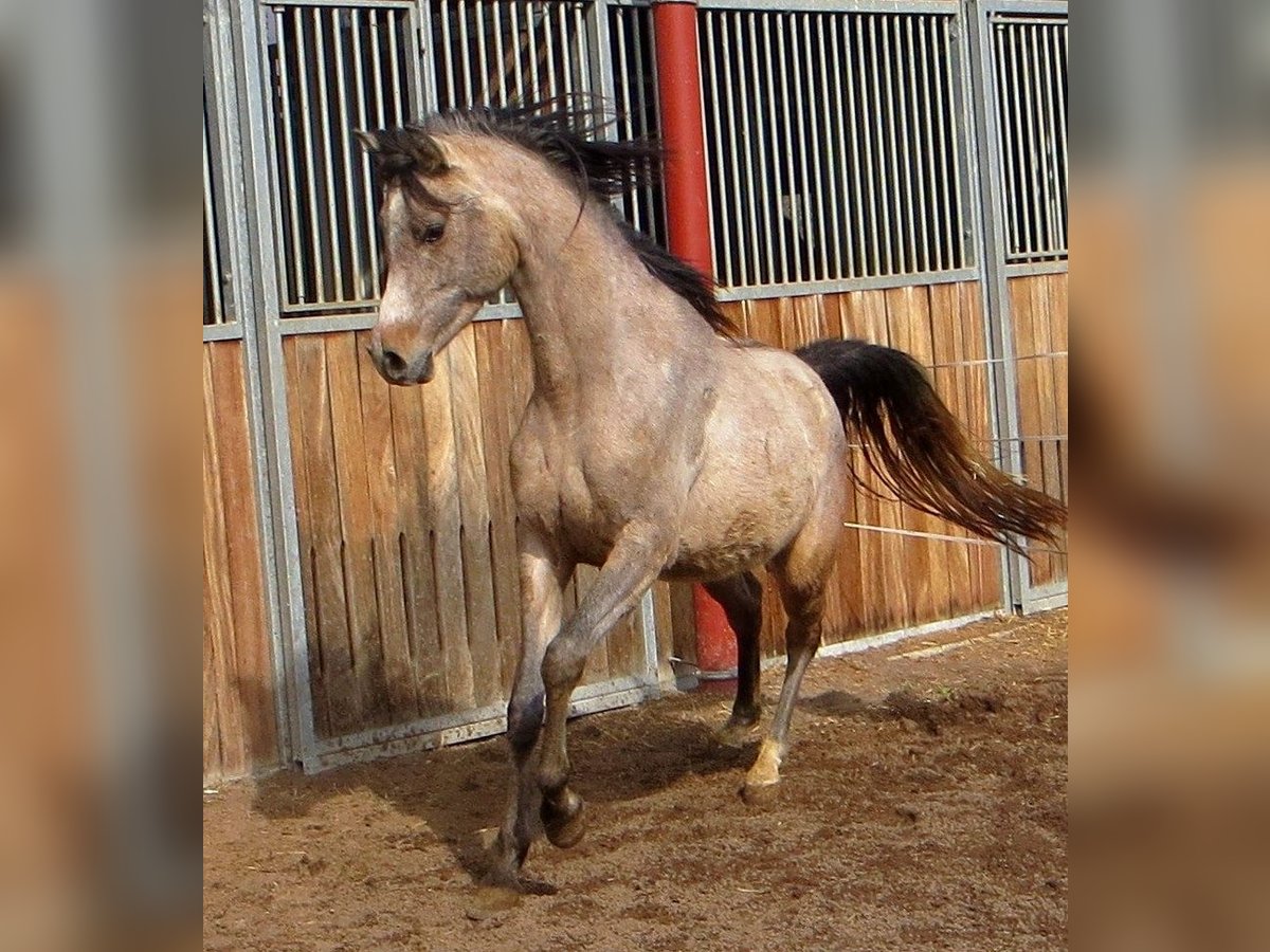 Arabian horses Gelding 3 years 14,3 hh Gray in Prath