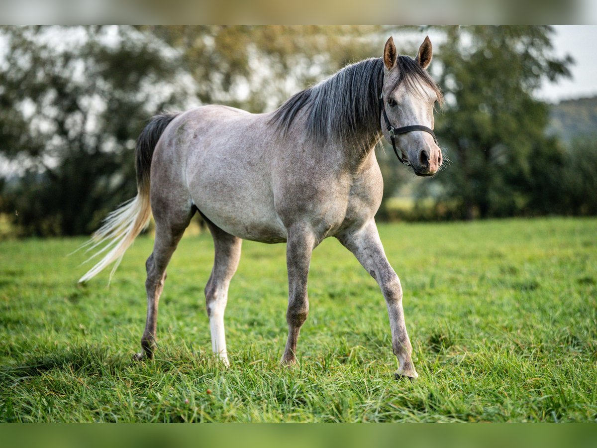 Arabian horses Gelding 3 years 14,2 hh Gray in Herzberg am Harz