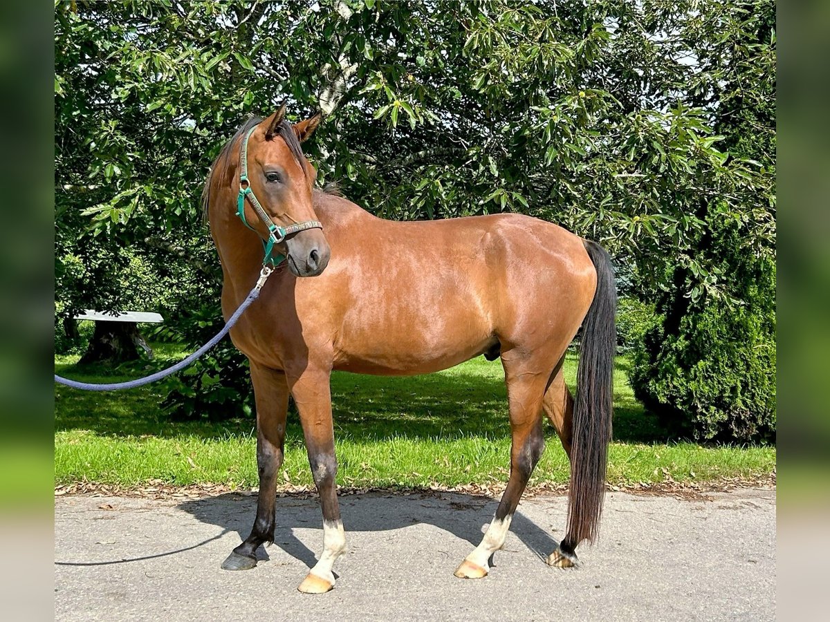 Arabian horses Gelding 3 years 15,2 hh Brown in Dietmannsried