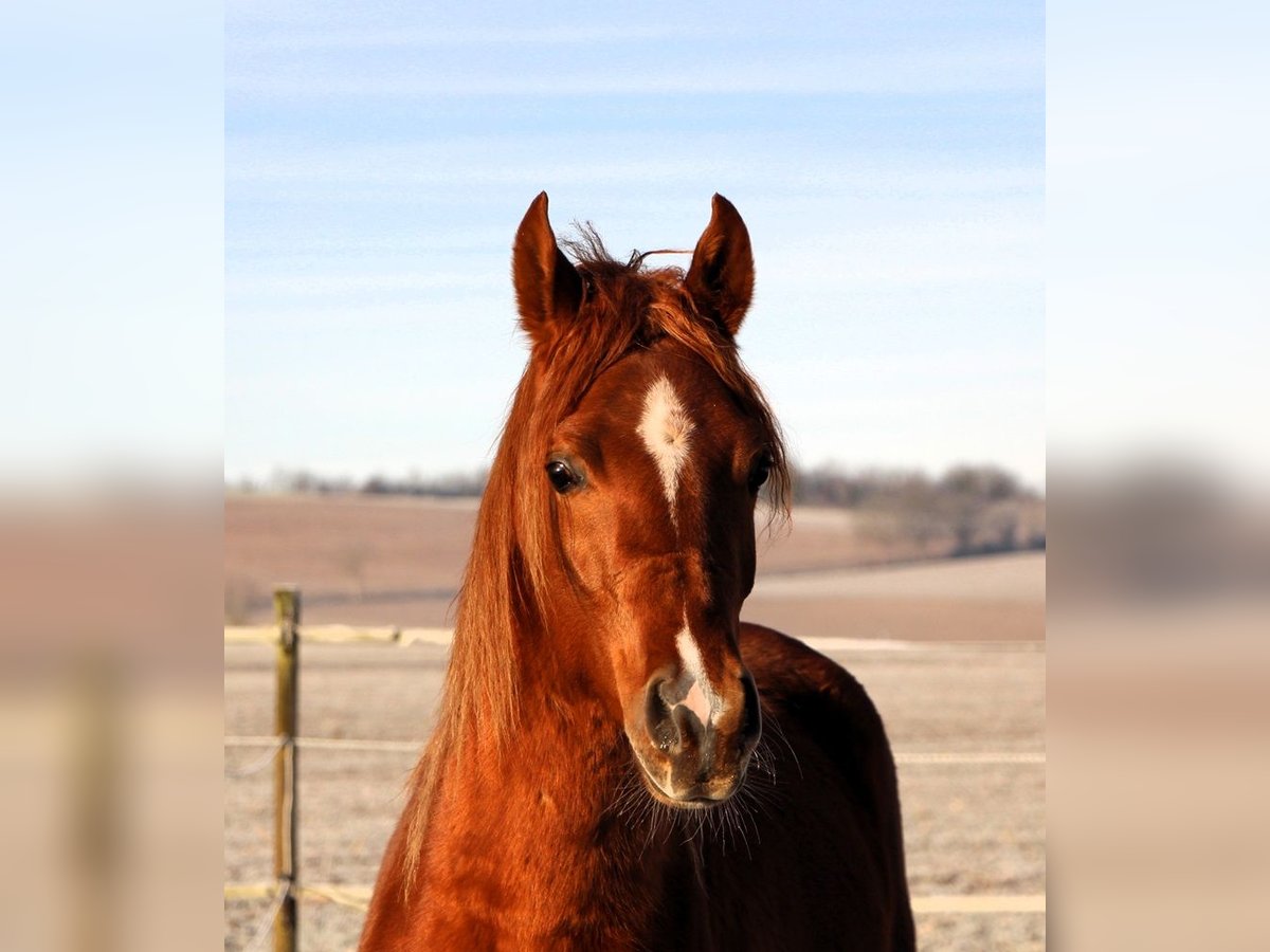 Arabian horses Gelding 3 years 15,2 hh Chestnut-Red in Kehl