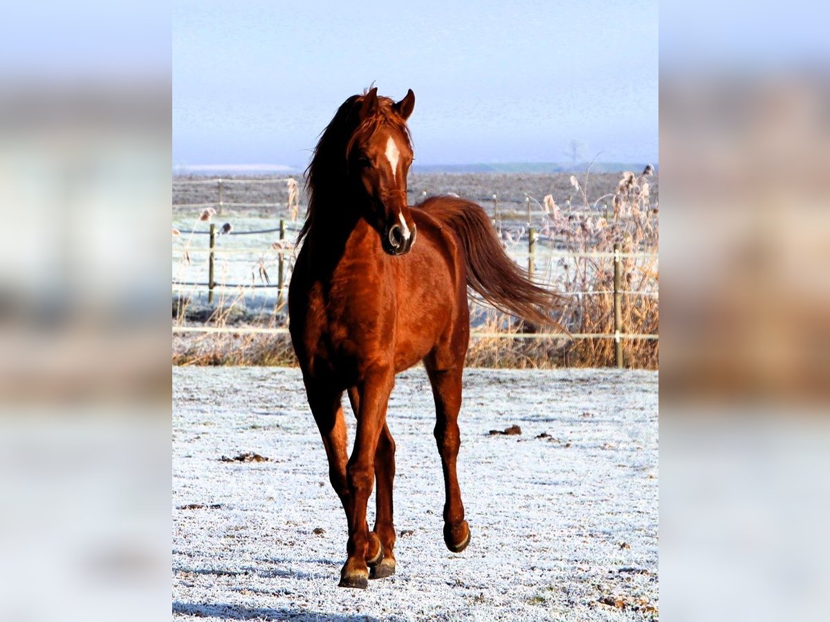 Arabian horses Gelding 3 years 15,2 hh Chestnut-Red in Reutenbourg