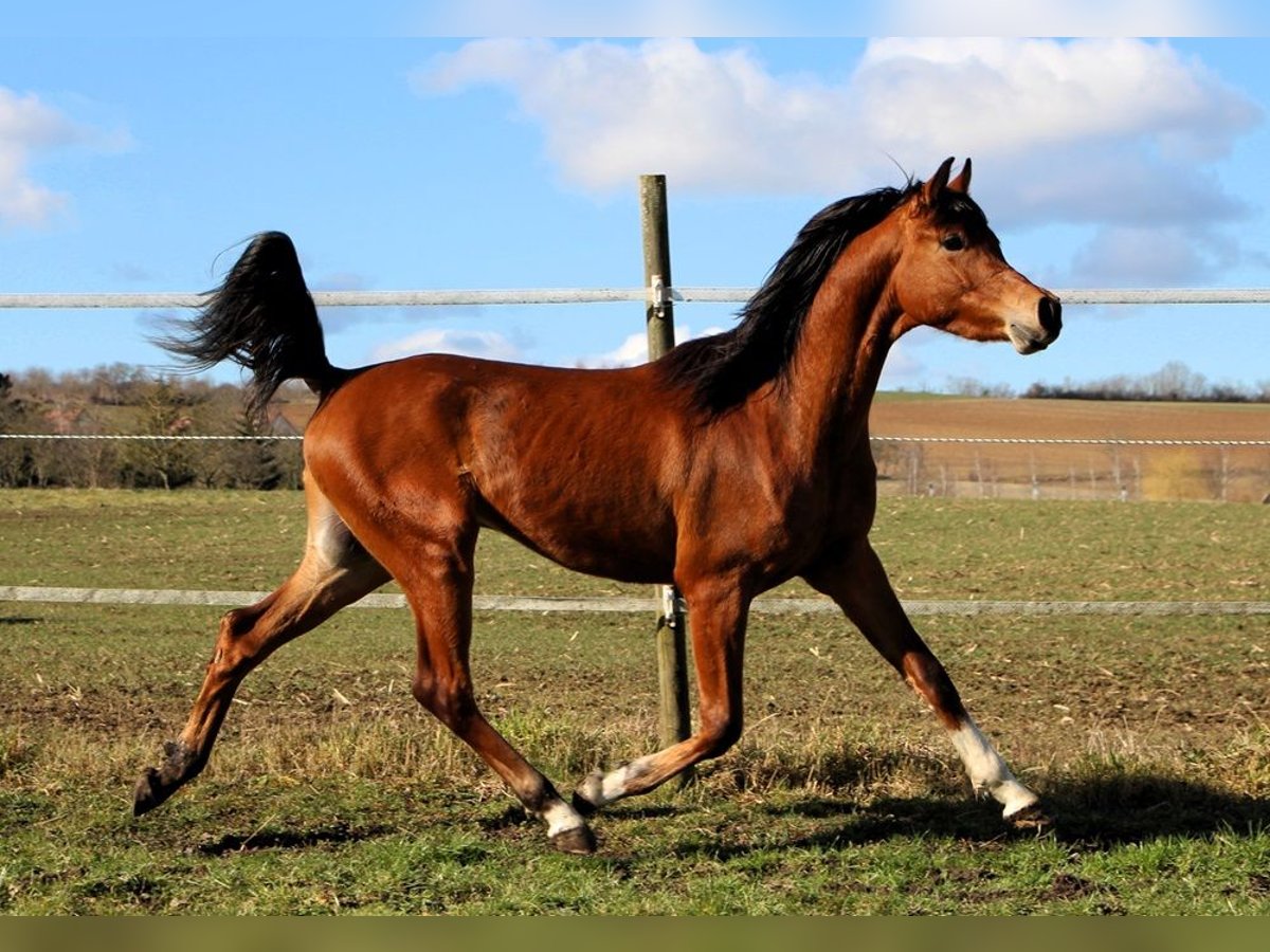 Arabian horses Gelding 3 years 15 hh Brown in Kehl