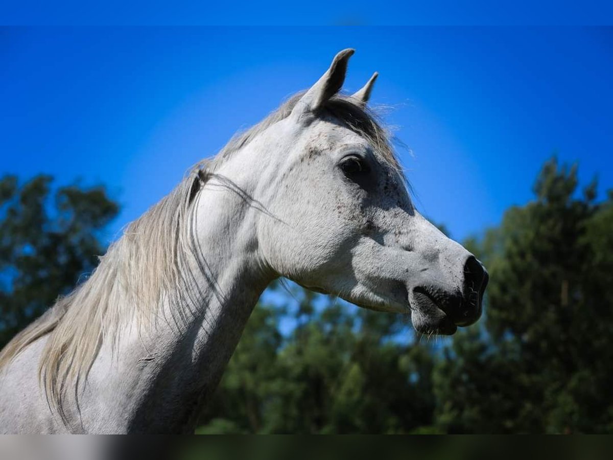 arabian horses rearing