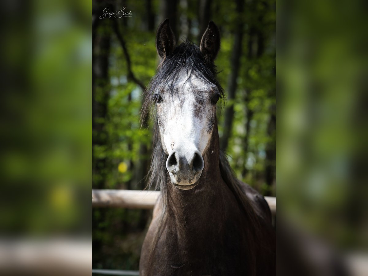 Arabian horses Gelding 3 years 15 hh Gray in Moosbach