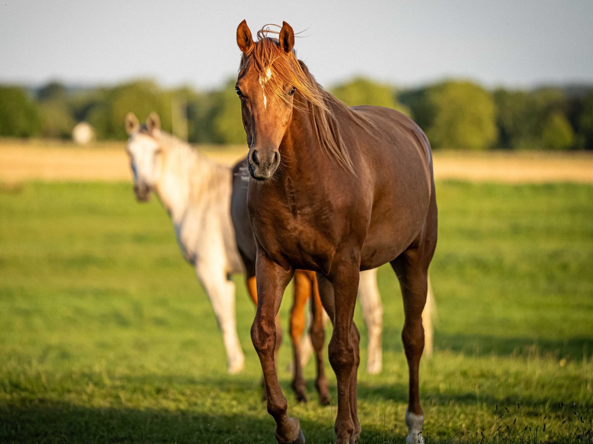 Arabian horses Gelding 3 years 15,1 hh Chestnut-Red in Herzberg am Harz