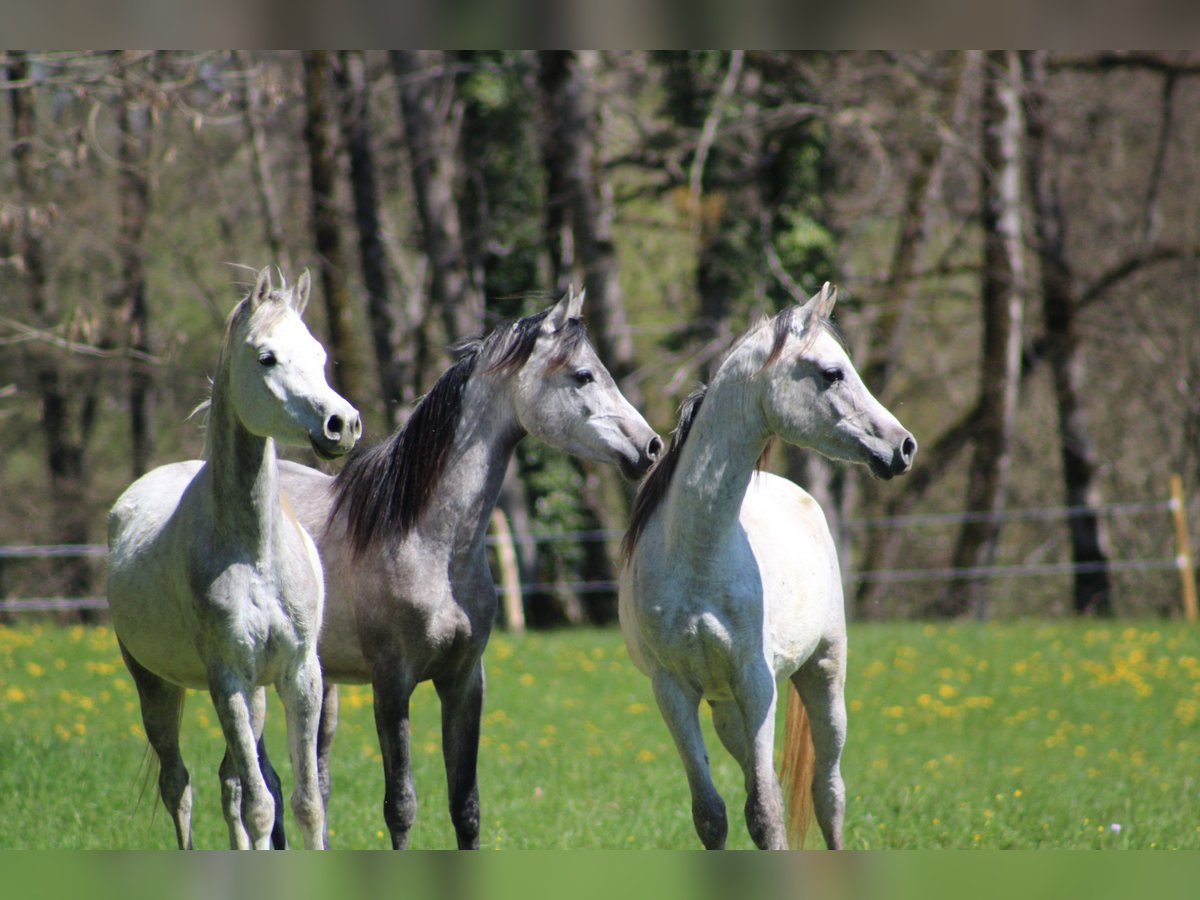 Arabian horses Gelding 3 years 15,1 hh Gray in Amtzell