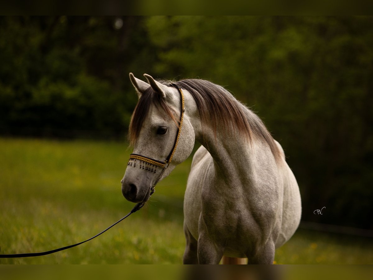 Arabian horses Gelding 3 years 15,1 hh Gray in Amtzell