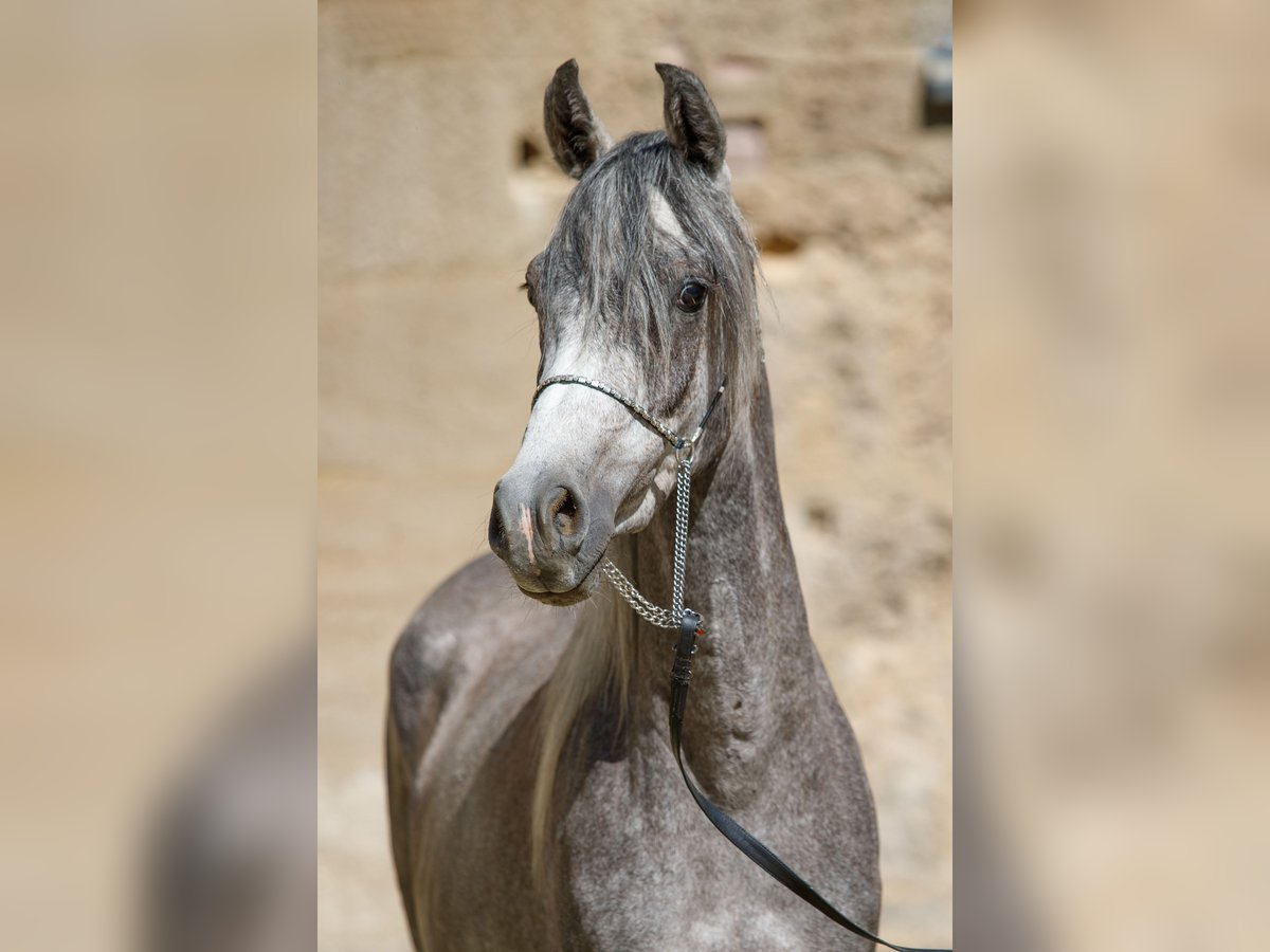 Arabian horses Gelding 3 years Can be white in Gomadingen