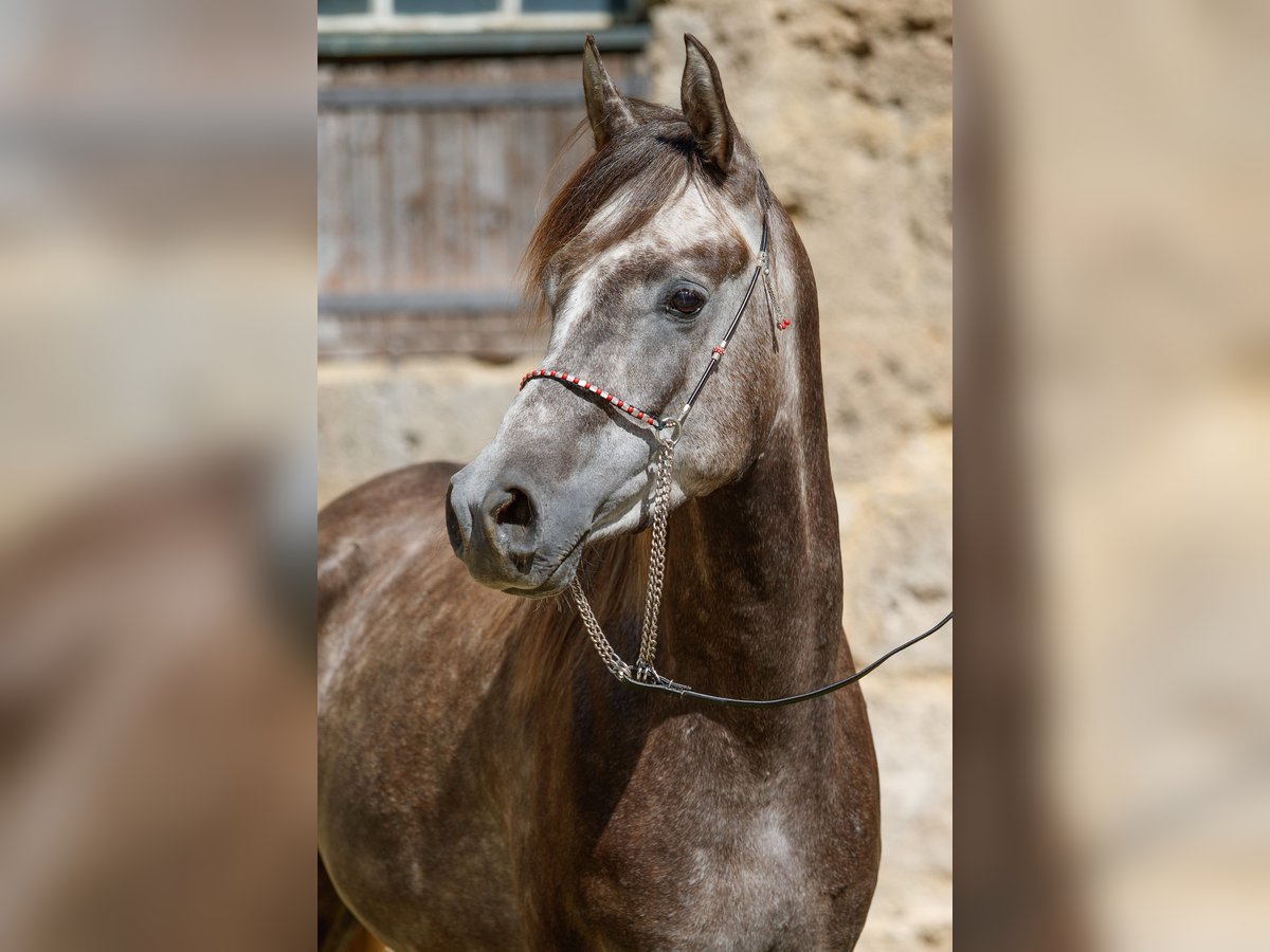 Arabian horses Gelding 3 years Can be white in Gomadingen