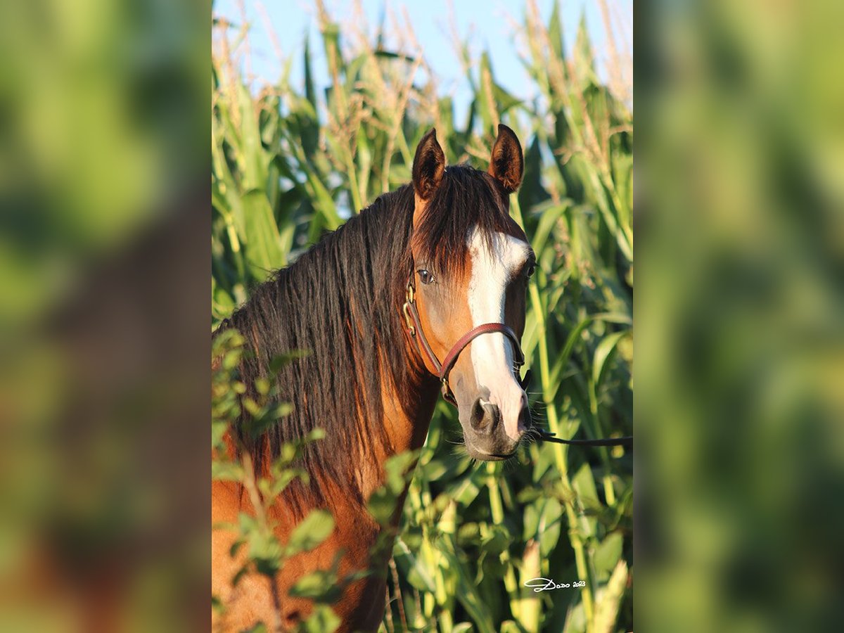 Arabian horses Gelding 4 years 15,1 hh Brown in Niederthalheim