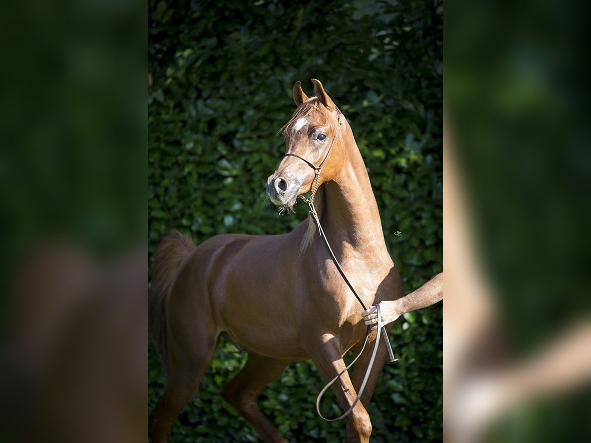 Arabian horses Gelding 4 years 15,1 hh Chestnut-Red in Herzberg am Harz