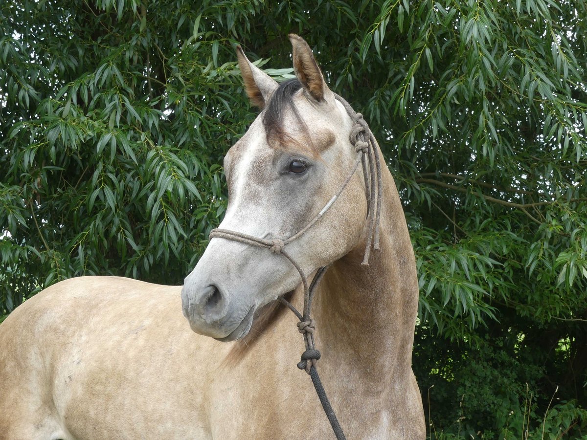 Arabian horses Gelding 4 years 15,1 hh Gray in Herzberg am Harz