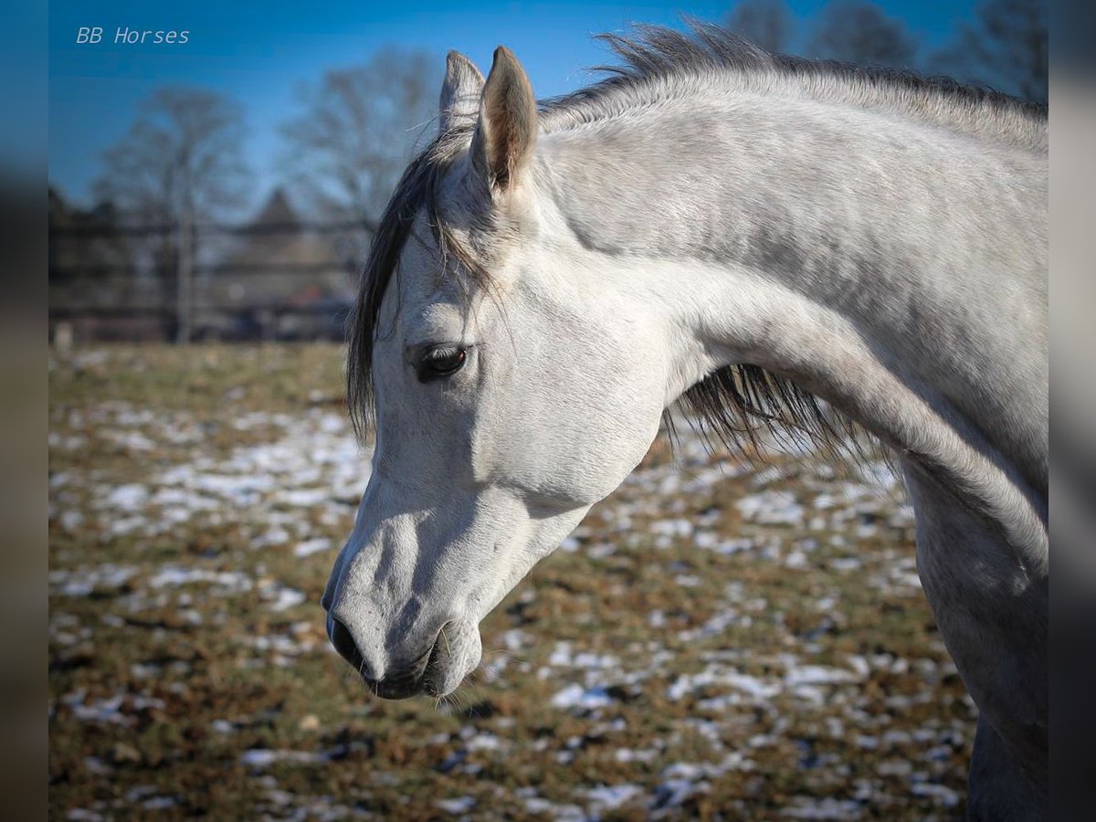 Arabian horses Gelding 4 years 15,1 hh Gray in Pastetten