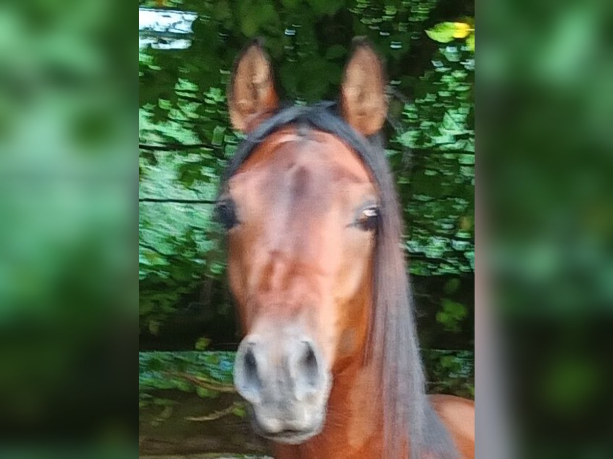 Arabian horses Gelding 4 years 15,2 hh Brown in Biebergem&#xFC;nd