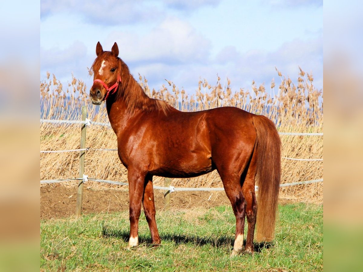 Arabian horses Gelding 4 years 15,2 hh Chestnut-Red in Reutenbourg