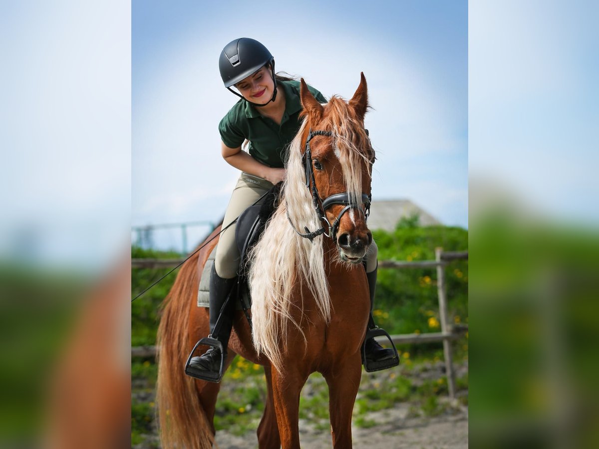 Arabian horses Gelding 4 years 15,2 hh Chestnut-Red in Jedrzejow