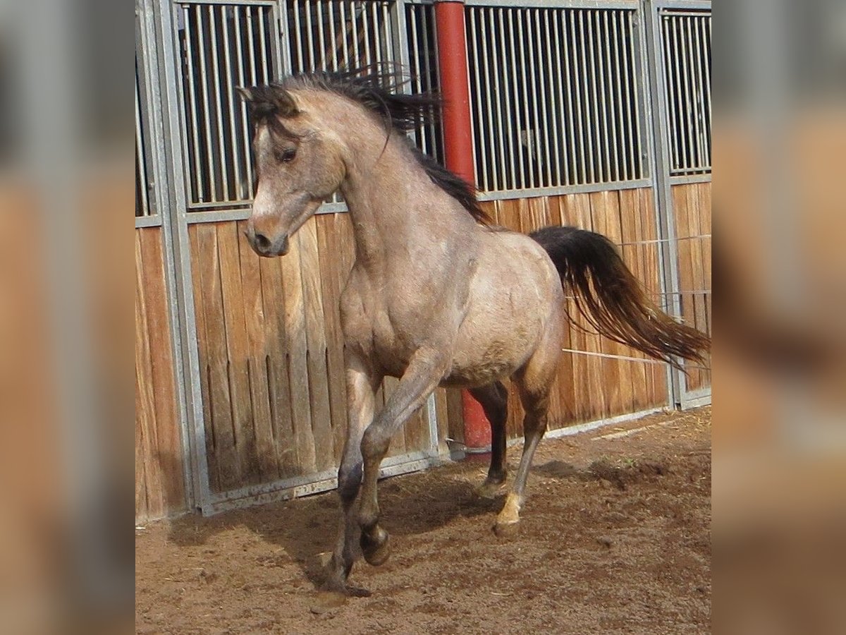 Arabian horses Gelding 4 years 15 hh Brown Falb mold in Emmelshausen