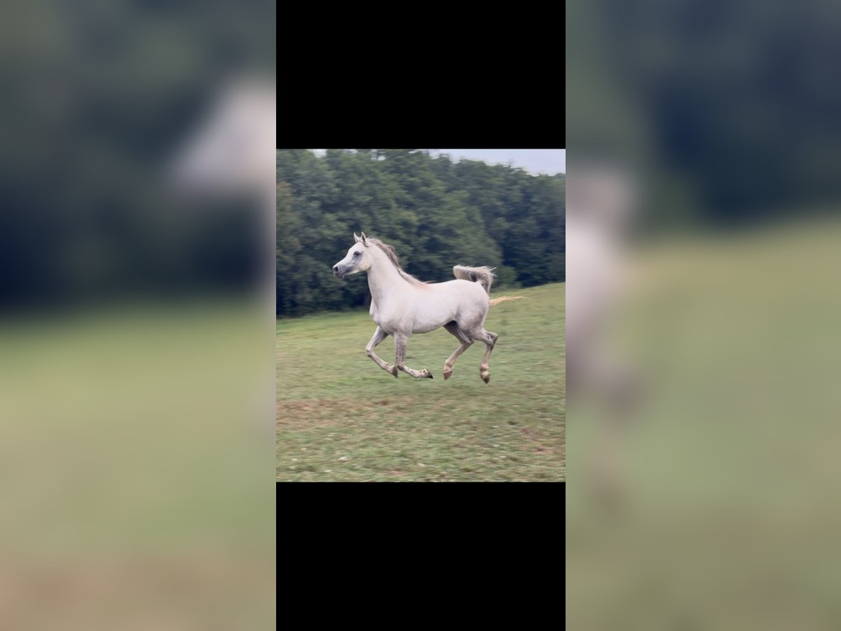 Arabian horses Gelding 4 years 15 hh Grey in El Bosque
