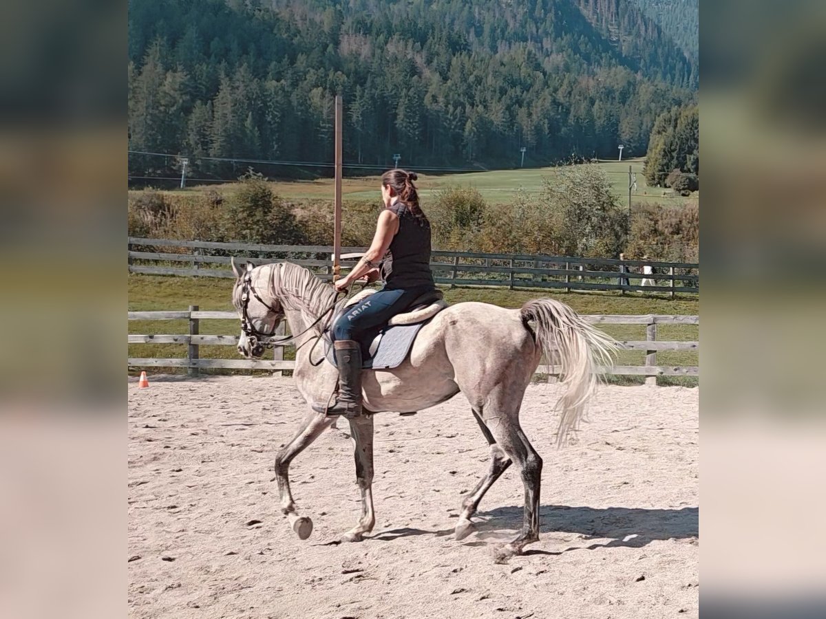 Arabian horses Gelding 4 years 15,2 hh Grey in Toblach