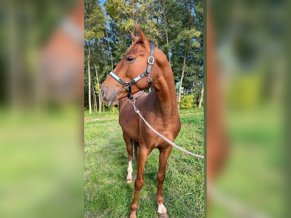 Arabian horses Gelding 4 years 16 hh Brown-Light in Lenti