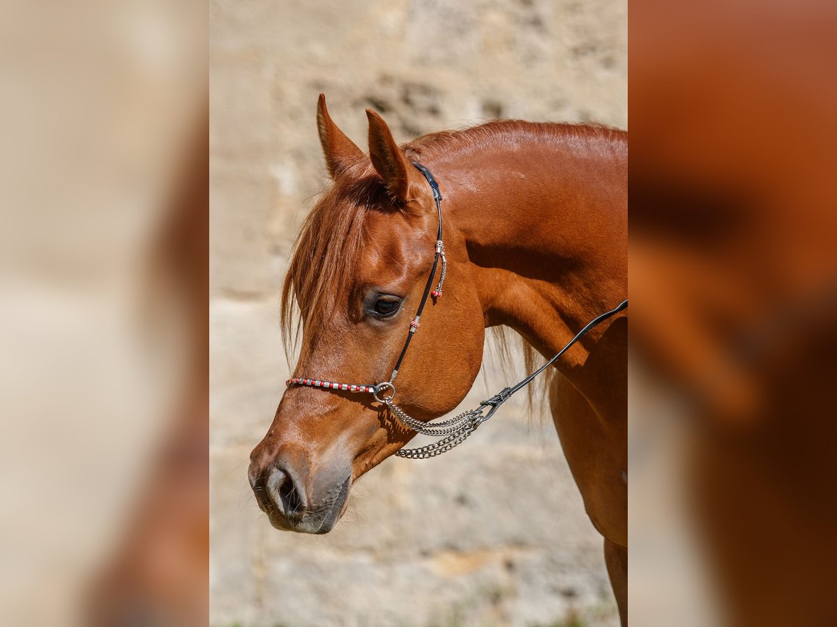 Arabian horses Gelding 4 years Chestnut-Red in Gomadingen Arabian horses Gelding 4 years Chestnut-Red in Gomadingen
