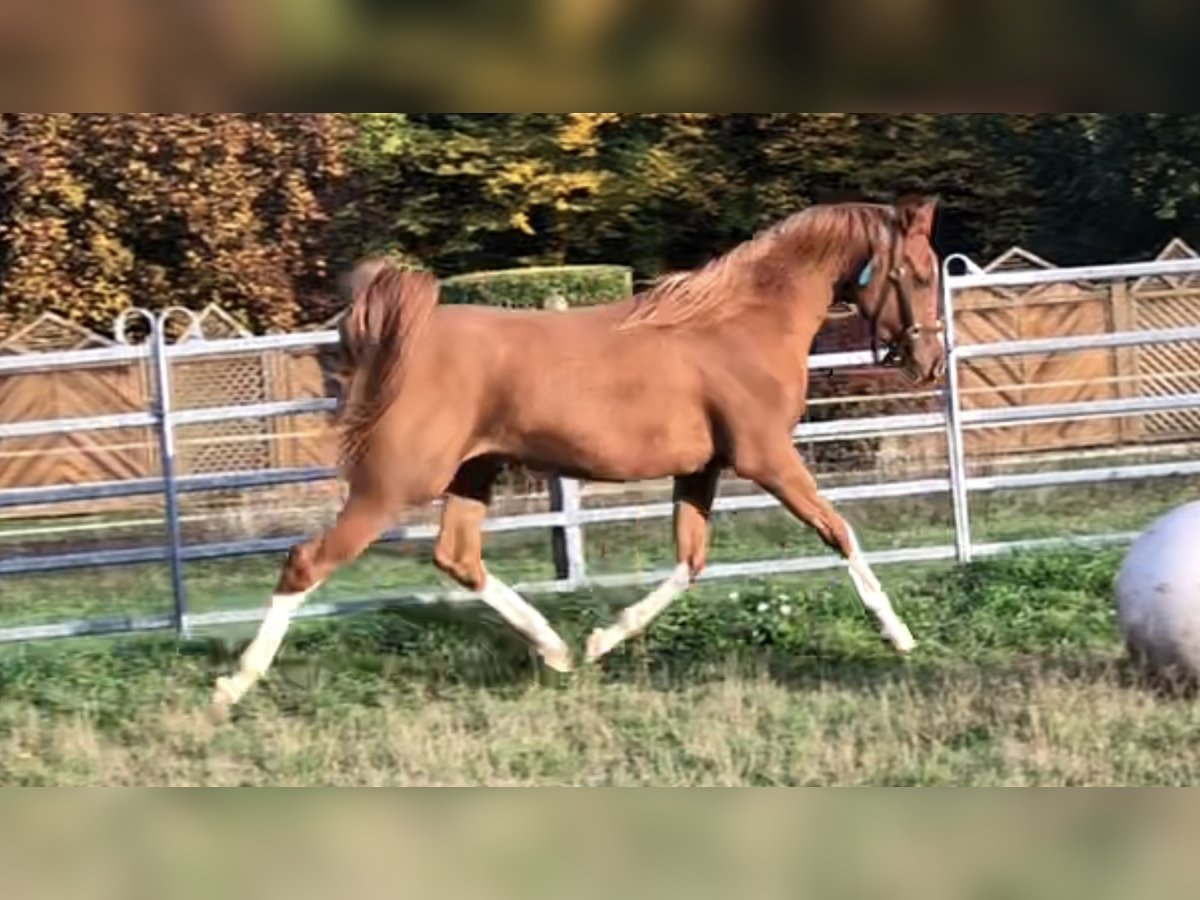 Arabian horses Gelding 5 years 14,2 hh Chestnut-Red in Elsenfeld