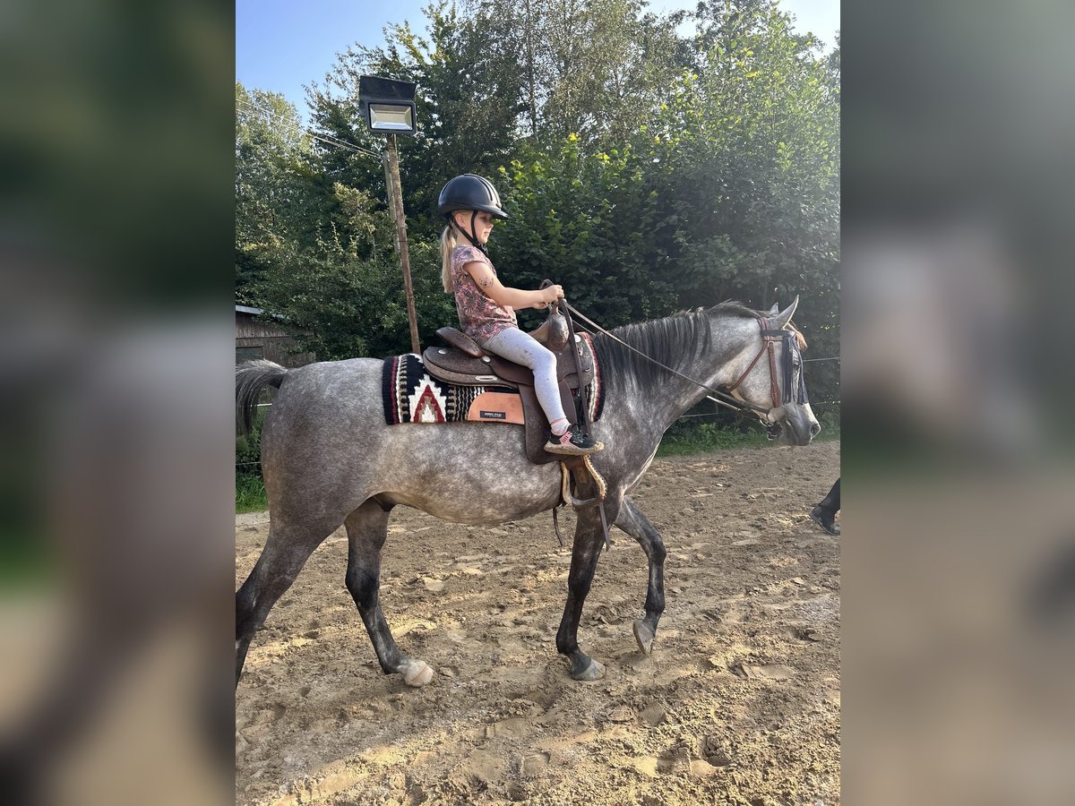 Arabian horses Gelding 5 years 14,3 hh Gray-Dapple in Kierspe