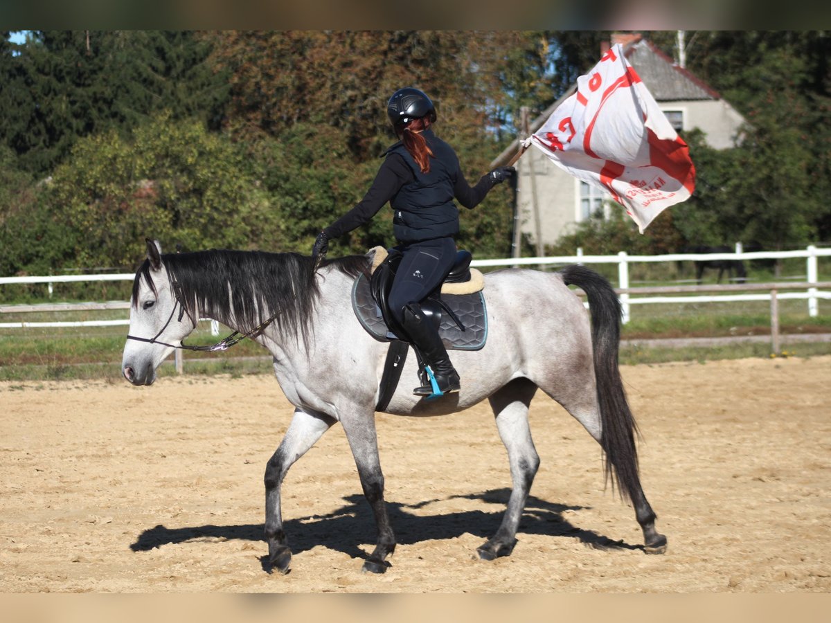 Arabian horses Gelding 5 years 15,2 hh Gray in Santok