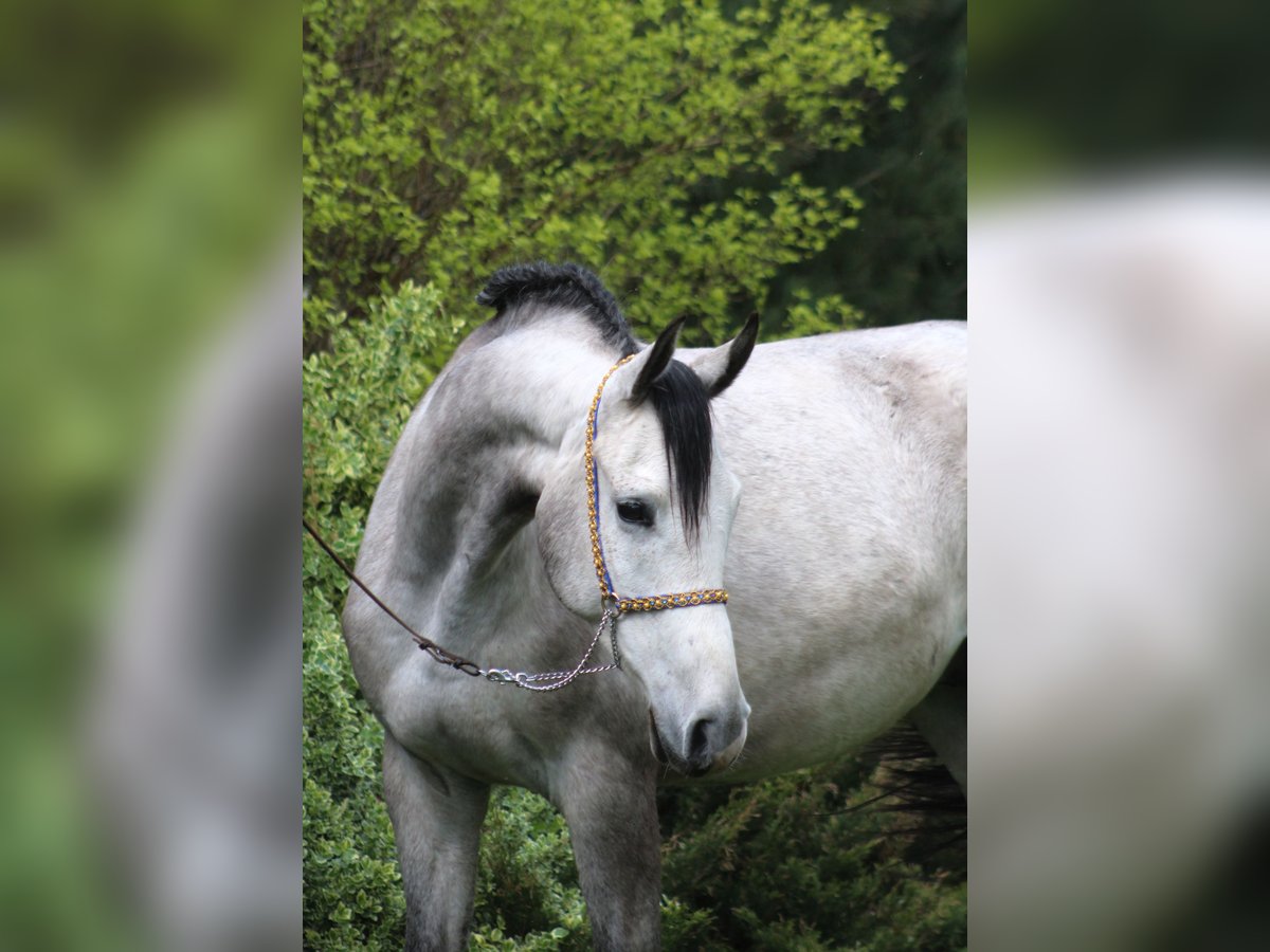 Arabian horses Gelding 5 years 15,2 hh Gray in santok