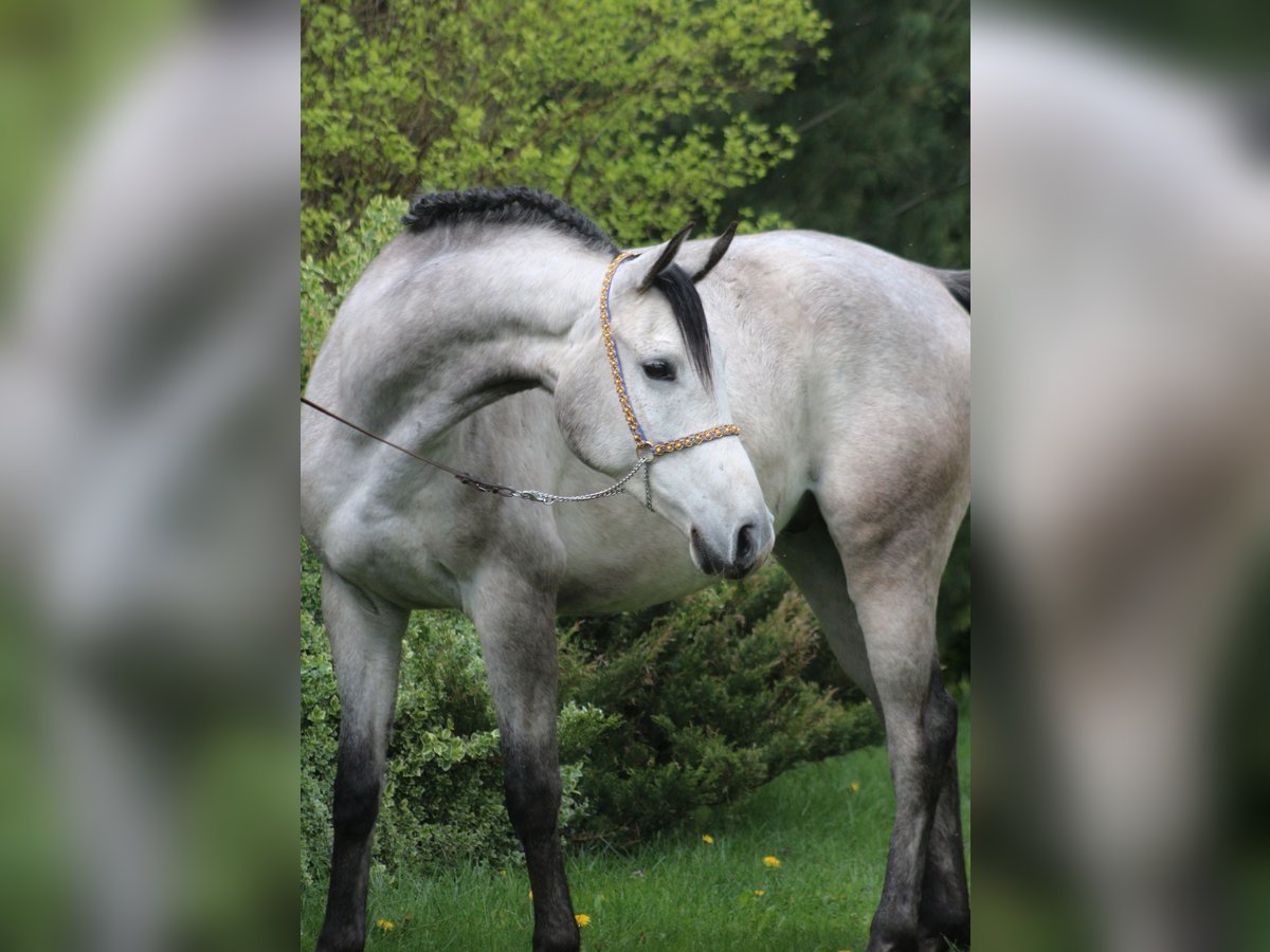 Arabian horses Gelding 5 years 15,2 hh Gray in santok