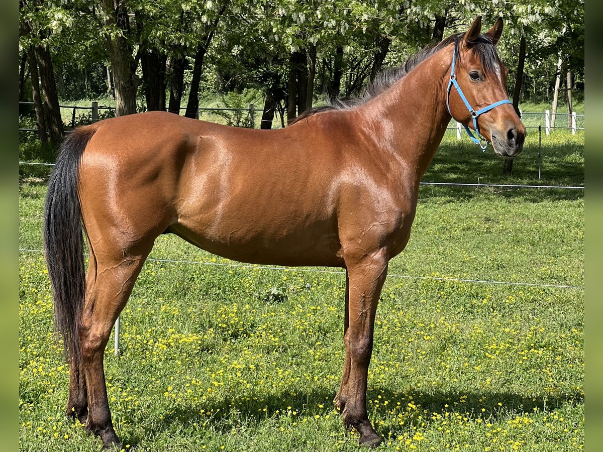 Arabian horses Gelding 5 years 15,1 hh Brown in Piacenza