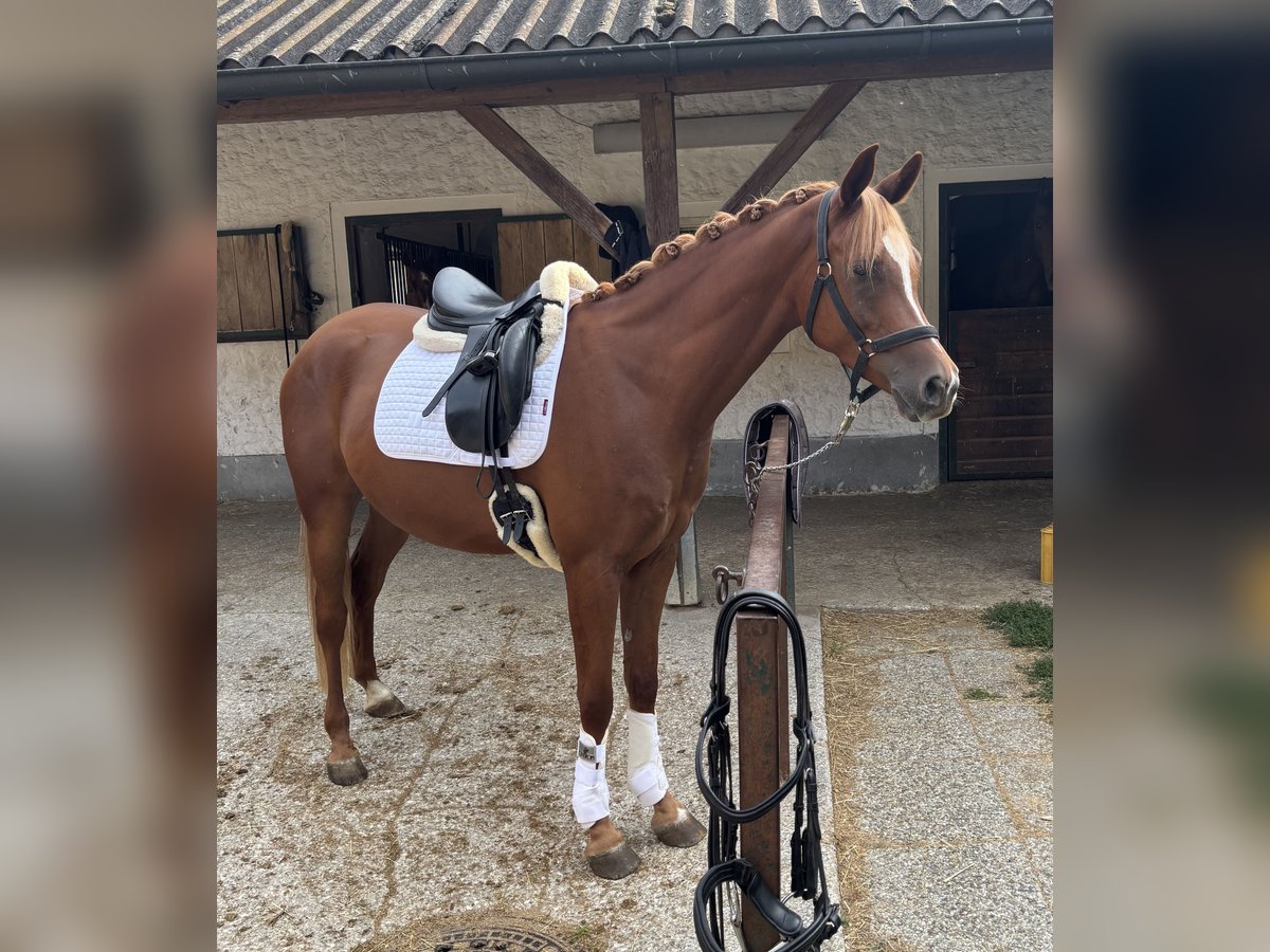 Arabian horses Gelding 5 years 15,2 hh Chestnut-Red in Kreuz