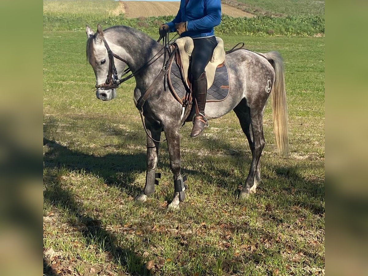 Arabian horses Gelding 5 years Gray in Griñon