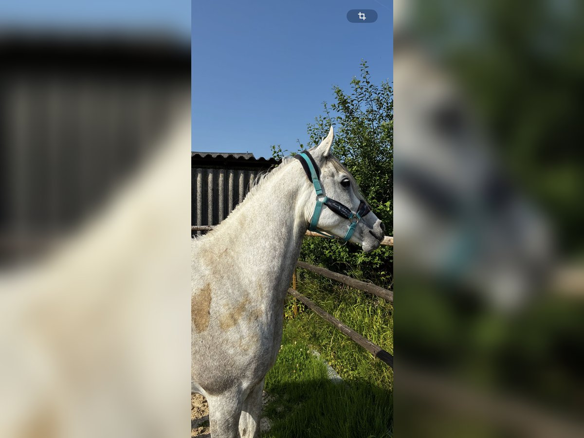 Arabian horses Gelding 6 years 14,1 hh Gray in Mettlach