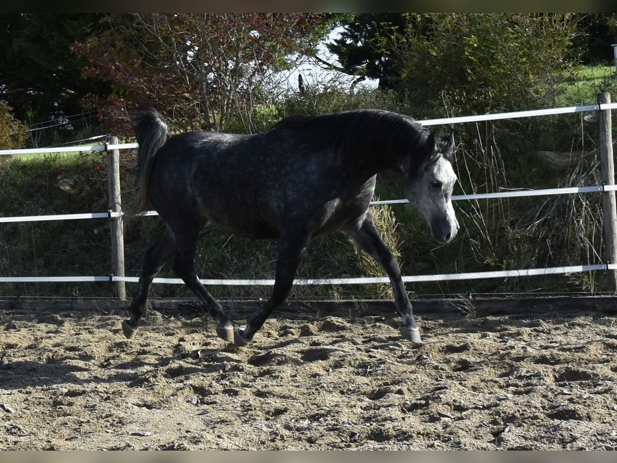 Arabian horses Gelding 6 years 15,1 hh Gray-Dapple in Penne dAgenais