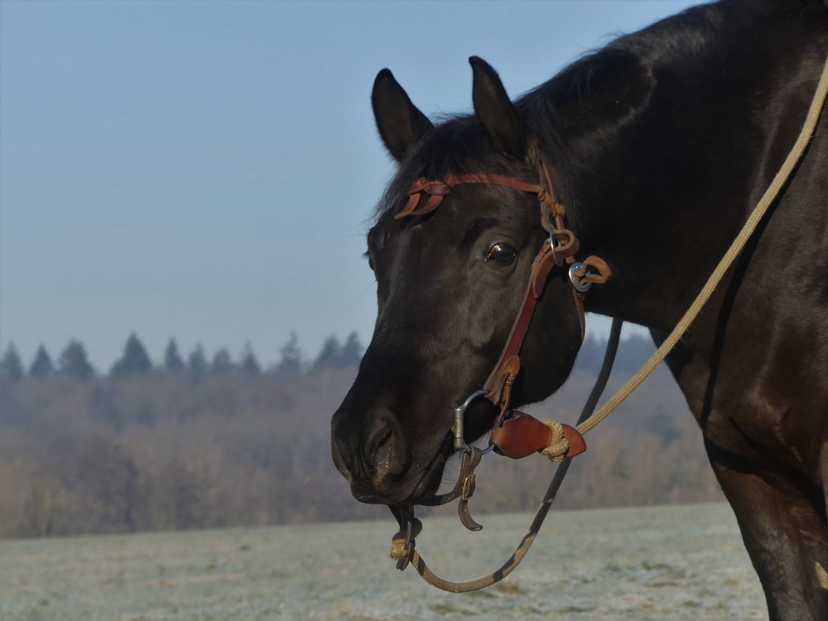 Arabian horses Gelding 6 years 15,2 hh Black in Herzberg am Harz