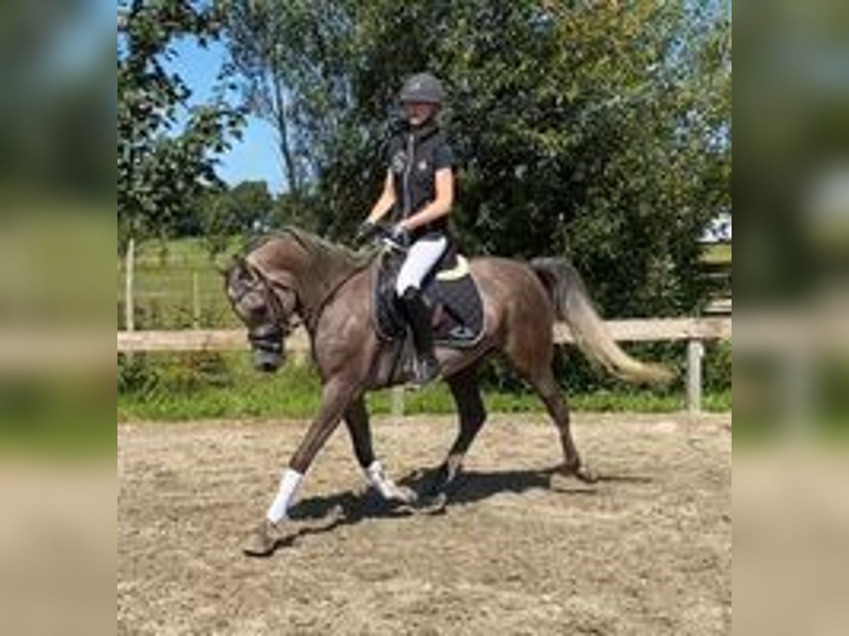 Arabian horses Gelding 6 years 15 hh Gray in Süderlügum