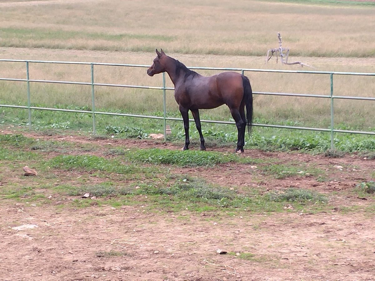 Arabian horses Gelding 6 years 15,1 hh Brown in Esporles