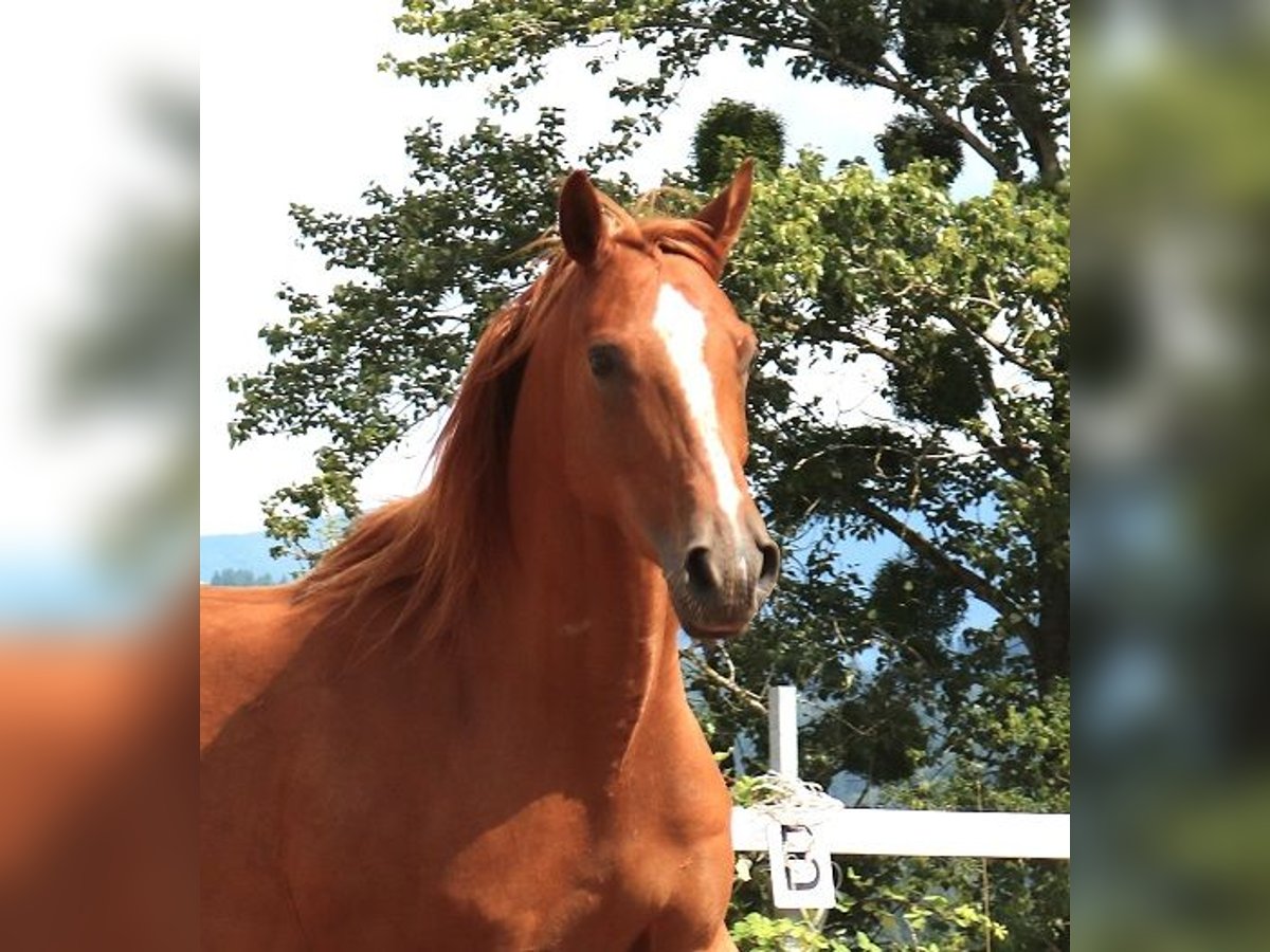 Arabian horses Gelding 6 years 15,1 hh Chestnut-Red in M&#xF6;rsdorf